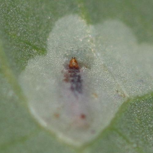 Réf. 342 092 : Phytomyza sp.